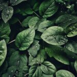 close up photography of leaves with droplets